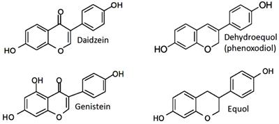 Frontiers The role of isoflavones in augmenting the effects of